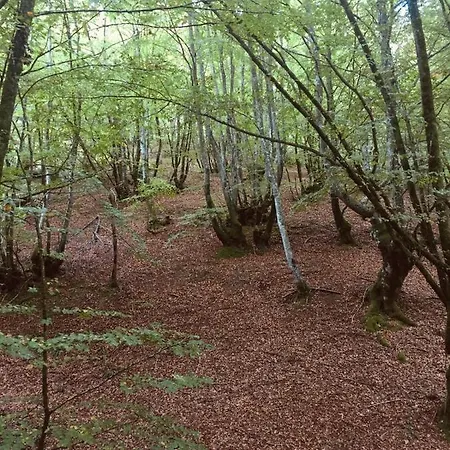 Cabanas En El Bosque - Adults Only *