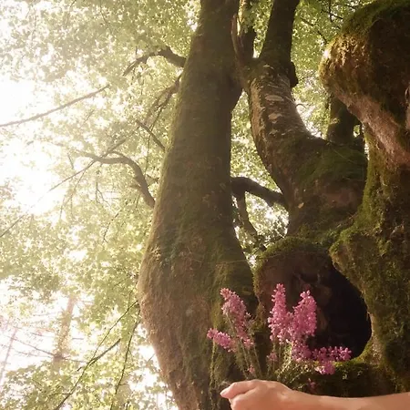 Chata Cabanas En El Bosque - Adults Only
