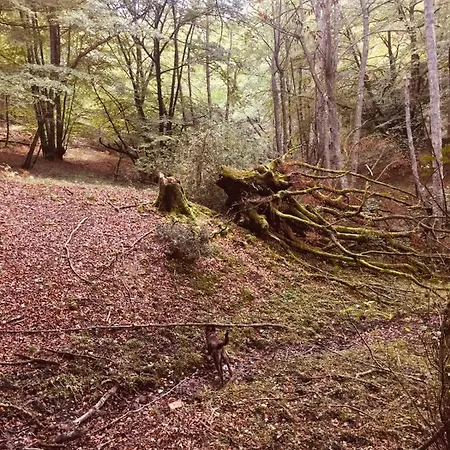 Cabanas En El Bosque - Adults Only Chata