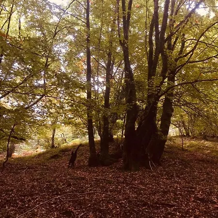 Cabañas En El Bosque - Adults Only *