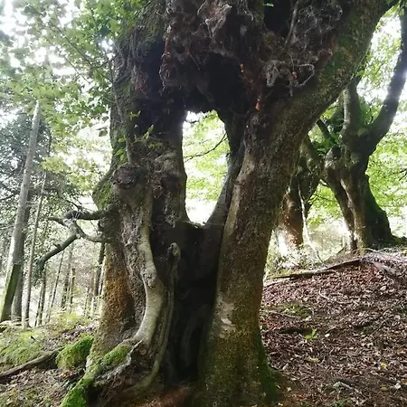 Cabañas En El Bosque - Adults Only Lodge *